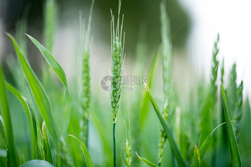 绿色未成熟的小麦图片