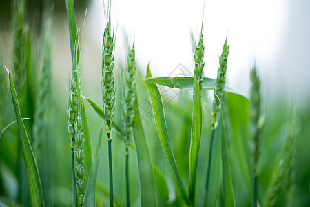 绿色未成熟的小麦背景图片