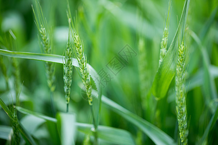 绿色未成熟的小麦背景图片