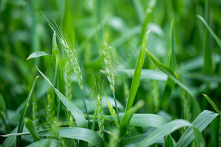 绿色麦田绿色未成熟的小麦背景