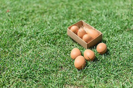 草地上的鸡蛋背景图片