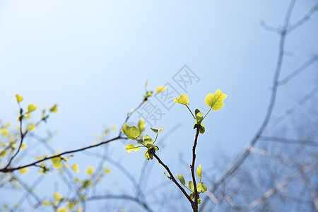 春天树上长出的嫩芽嫩叶图片