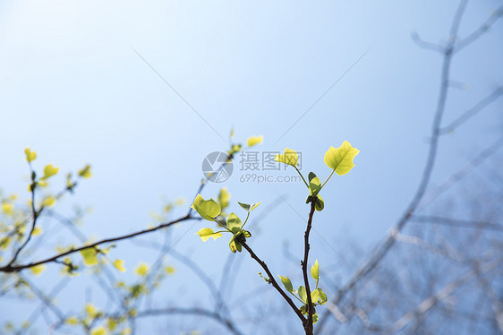 春天树上长出的嫩芽嫩叶图片