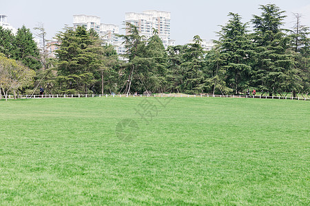 春天公园里的绿色草地图片