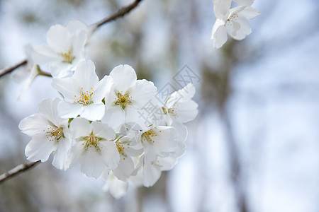 春天盛开的白色樱花图片