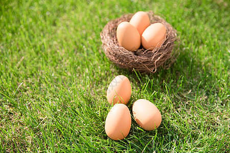草地上的鸡蛋背景图片