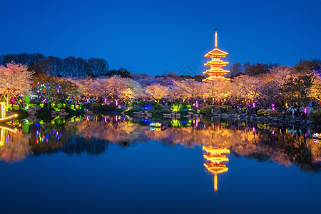 湖夜景武汉东湖樱花园背景