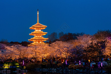 日式樱花武汉东湖樱花园背景