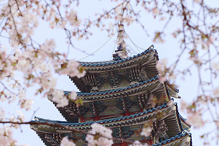 大阪樱花樱花的味道背景