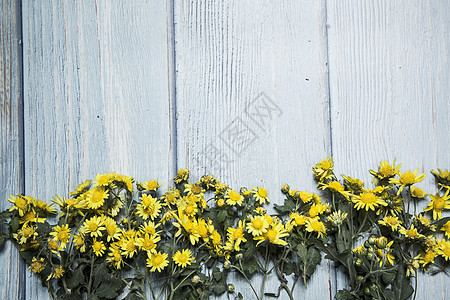 花卉桌面背景图片