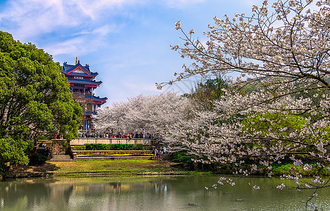 吉野櫻无锡鼋头渚樱花谷美景背景