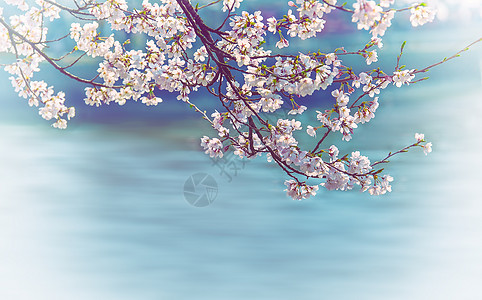 浪漫樱花季自然环境吉野樱高清图片