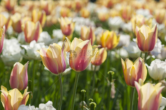 荷兰国花郁金香图片