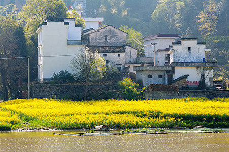 油菜花桃花安徽古徽州新安江清明时节风光背景