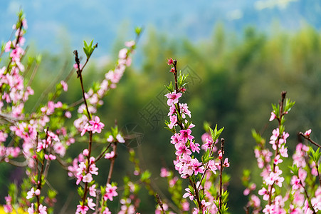 田园风光桃花图片