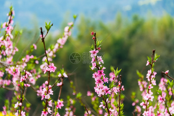 田园风光桃花图片