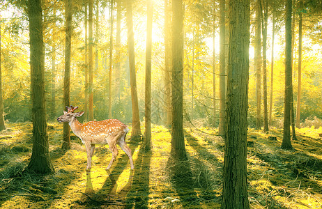 树林中漫步的麋鹿背景图片
