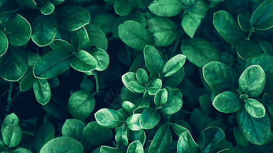 绿色植物背景高清图片