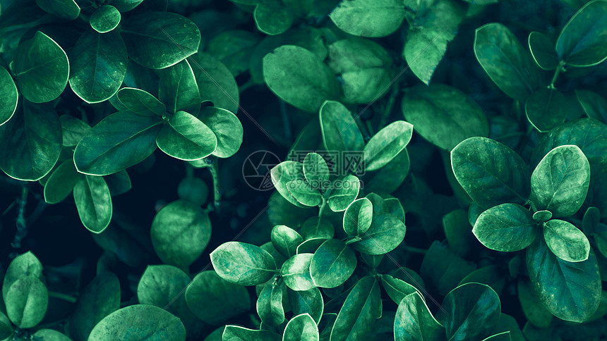绿色植物背景图片