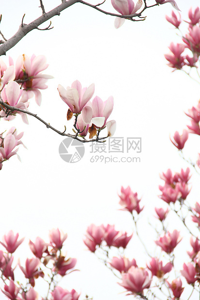 春天里的粉色玉兰花图片