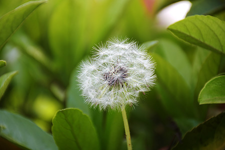 绿色植物墙蒲公英背景