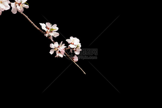 春季典雅纯色背景桃花特写图片