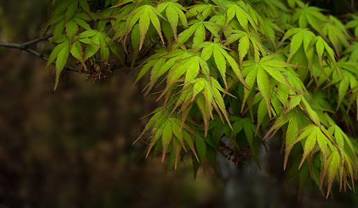 春天万物复苏枫叶背景