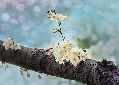 鼋头渚樱花谷春天里的梦幻樱花背景