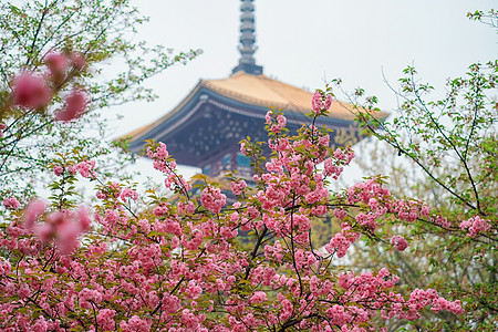 武汉樱花季必到景点武汉东湖晚樱背景