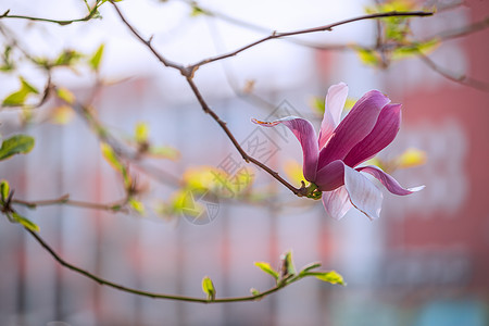 玉兰花开背景图片