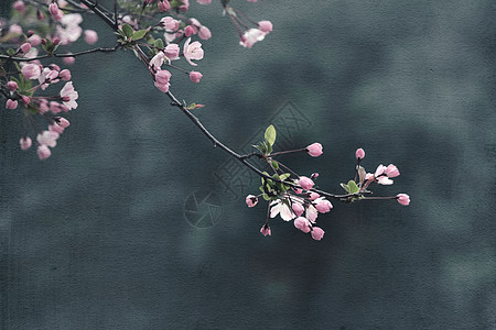 春天画意海棠图片