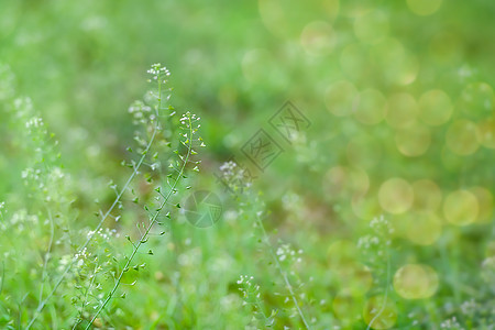 春天的花草背景图片