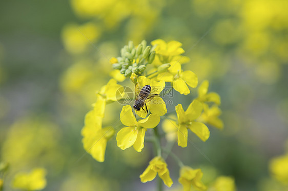 油菜花图片