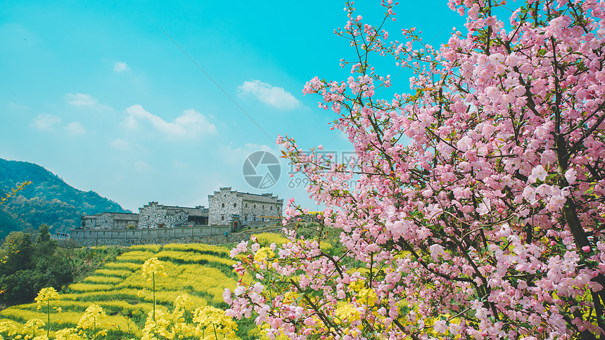 桃花油菜花梯田图片