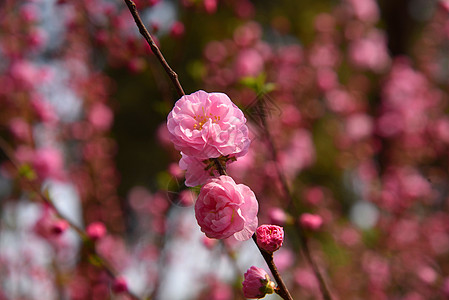 桃花酿桃花背景