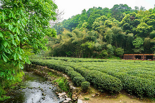 绿色茶山茶园图片