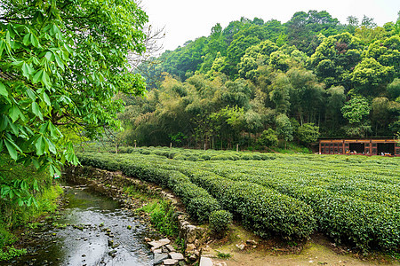 绿色茶山茶园背景图片