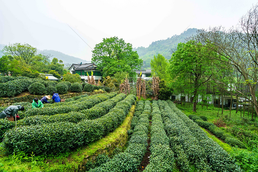 绿色茶山茶园图片