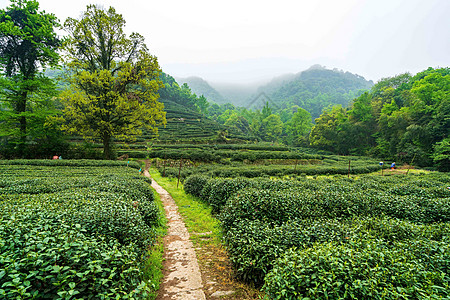 绿色茶山茶园图片