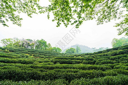 绿色茶山茶园背景