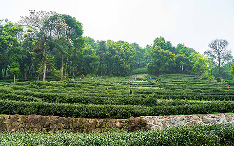 绿色茶山茶园高清图片