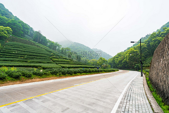 路边的茶园图片