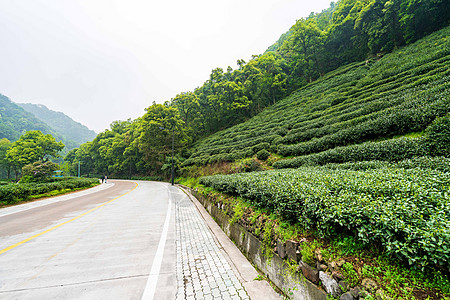 路边的茶园图片