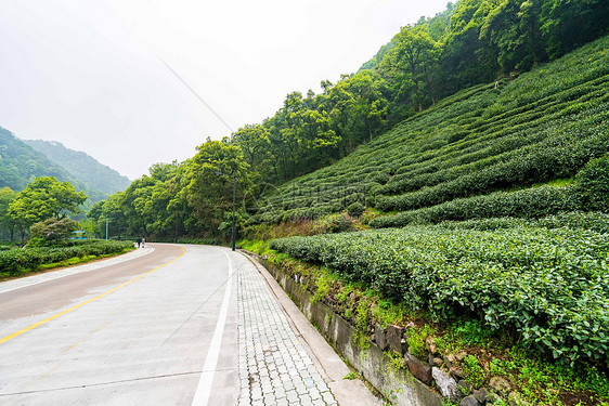 路边的茶园图片