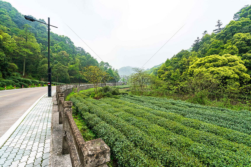 路边的茶园图片