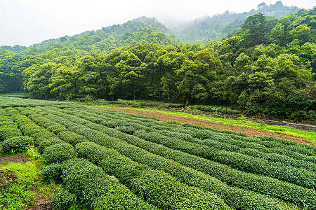 绿色茶山茶园图片