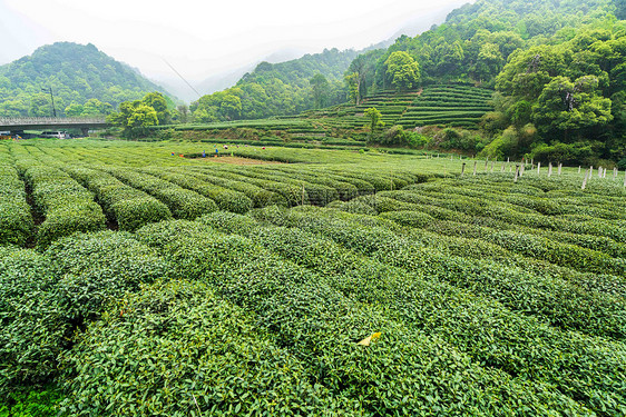 绿色茶山茶园图片