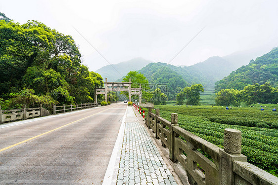 路边的茶园图片