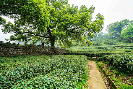 绿色茶山茶园图片