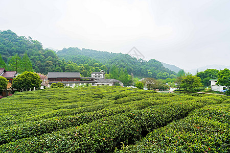 绿色茶山茶园背景图片